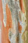 Washington State-Bellevue Crape Myrtle trunk Art Print